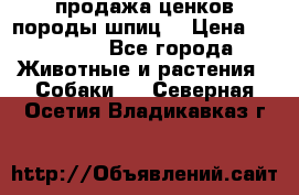 продажа ценков породы шпиц  › Цена ­ 35 000 - Все города Животные и растения » Собаки   . Северная Осетия,Владикавказ г.